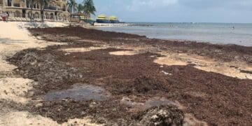Analizan cerrar playa El Recodo por sargazo