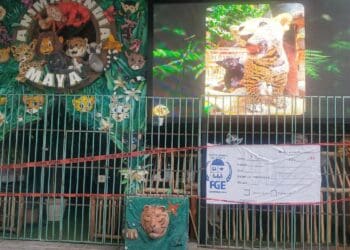 Asegura Fiscalía el local 'Animalandia Maya' en la Quinta Avenida