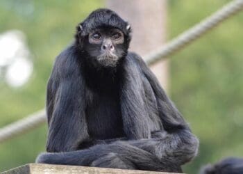 Atienden en Playa del Carmen a mono araña que se columpió en cables de alta tensión