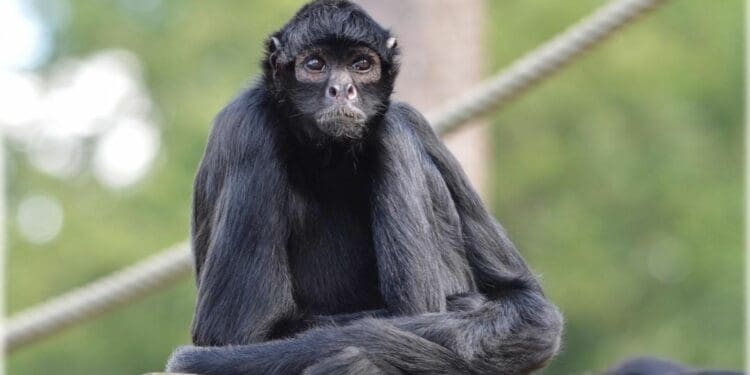 Atienden en Playa del Carmen a mono araña que se columpió en cables de alta tensión