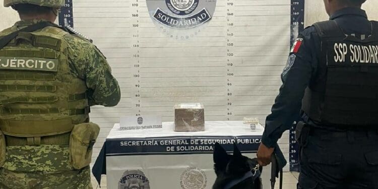 Detectan cajas con droga en paquetería de Playa del Carmen