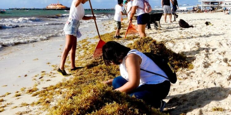 Gobierno intensifica limpieza de playas