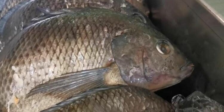Pescados y mariscos, hasta 40% más caros; están fuera del alcance de mucha gente