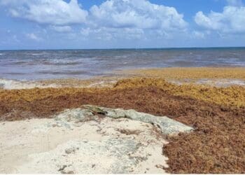Solicitan empresarios acciones integrales para combatir el sargazo en Playa del Carmen