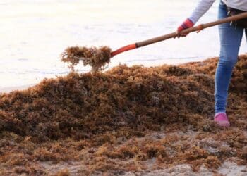 Toman acciones frente al repunte de llegada de sargazo