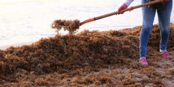 Toman acciones frente al repunte de llegada de sargazo