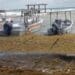 Vertido de arena y rescate de dunas, soluciones para la erosión de playas, afirma experto