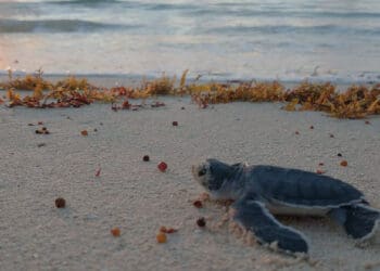 Amplían el programa de protección a tortugas en Solidaridad