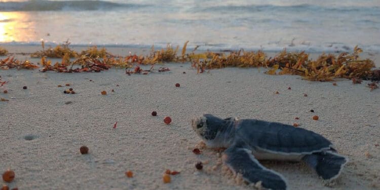 Amplían el programa de protección a tortugas en Solidaridad
