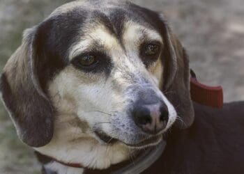 Arrestos, multas y trabajo comunitario para quienes maltraten animales en Playa del Carmen