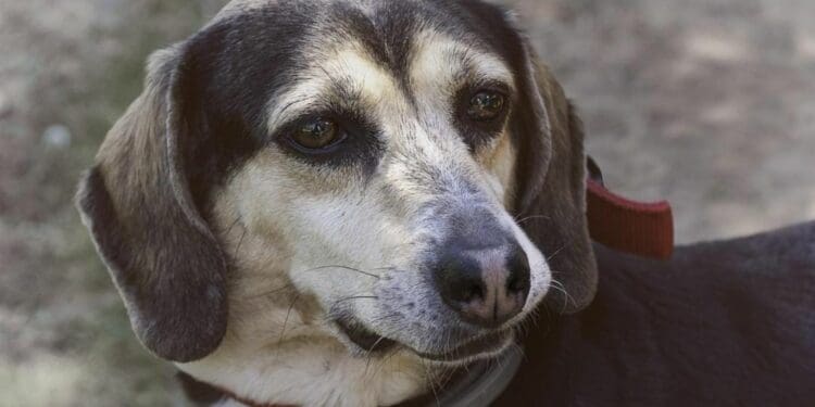 Arrestos, multas y trabajo comunitario para quienes maltraten animales en Playa del Carmen