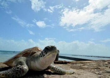 Arribó a desovar la primera tortuga de esta temporada en Playa del Carmen