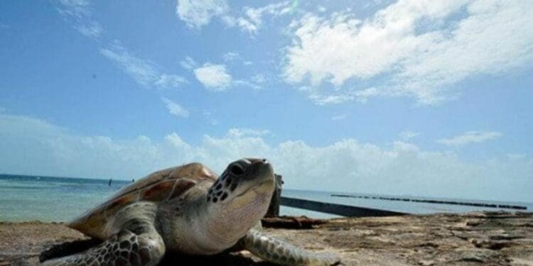 Arribó a desovar la primera tortuga de esta temporada en Playa del Carmen
