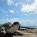 Arribó a desovar la primera tortuga de esta temporada en Playa del Carmen