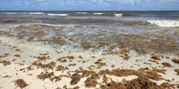 Barreras contra el sargazo se colocarán a finales de abril en Playa del Carmen