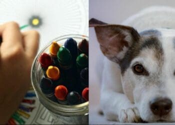 Invitan al Art Holistic Fest en parque La Ceiba de Playa del Carmen; es para niños, adultos y mascotas