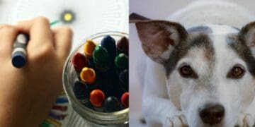 Invitan al Art Holistic Fest en parque La Ceiba de Playa del Carmen; es para niños, adultos y mascotas