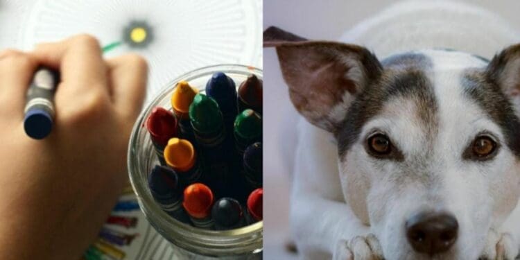 Invitan al Art Holistic Fest en parque La Ceiba de Playa del Carmen; es para niños, adultos y mascotas