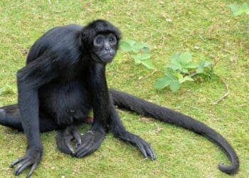 Piden reportar los avistamientos de animales silvestres en Playa del Carmen