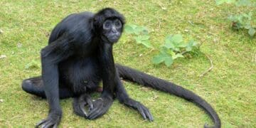 Piden reportar los avistamientos de animales silvestres en Playa del Carmen