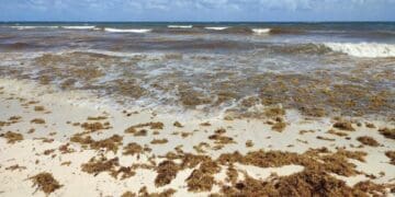 Vientos del sureste están trayendo arena con sargazo a Playa del Carmen