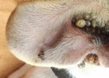 Denuncian plaga de garrapatas en Villas del Sol de Playa del Carmen