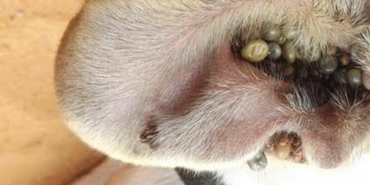 Denuncian plaga de garrapatas en Villas del Sol de Playa del Carmen