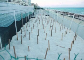 Han detectado 2 mil 500 huevos de tortuga y 25 nidos en Playa del Carmen