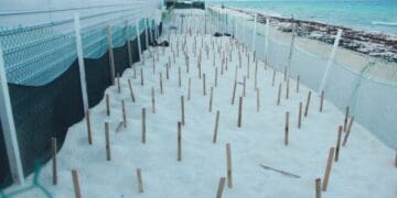 Han detectado 2 mil 500 huevos de tortuga y 25 nidos en Playa del Carmen