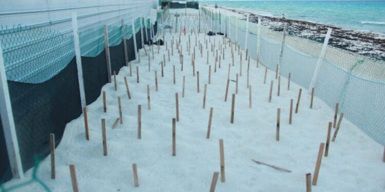 Han detectado 2 mil 500 huevos de tortuga y 25 nidos en Playa del Carmen