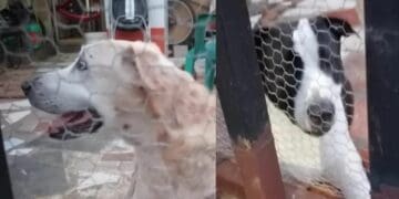 Nuevo caso de maltrato animal en Playa del Carmen; sujeto arroja agua fría como castigo a sus perros