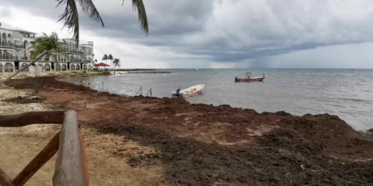 Pequeños hoteles y náuticos de Playa del Carmen, afectados por la llegada de sargazo