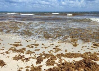 Sargazo ha seguido afectando a los pescadores de Playa del Carmen