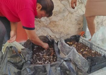 Impulsan huertos orgánicos de autoconsumo y comercialización