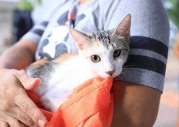 Gobierno busca reducir fauna callejera con esterilizaciones