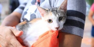 Gobierno busca reducir fauna callejera con esterilizaciones