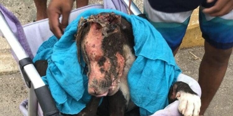 Activistas exigen castigo para las personas que quemaron a un perrito en Playa del Carmen