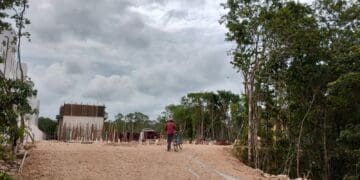 Denuncian tala de árboles detrás de fraccionamiento en Playa del Carmen