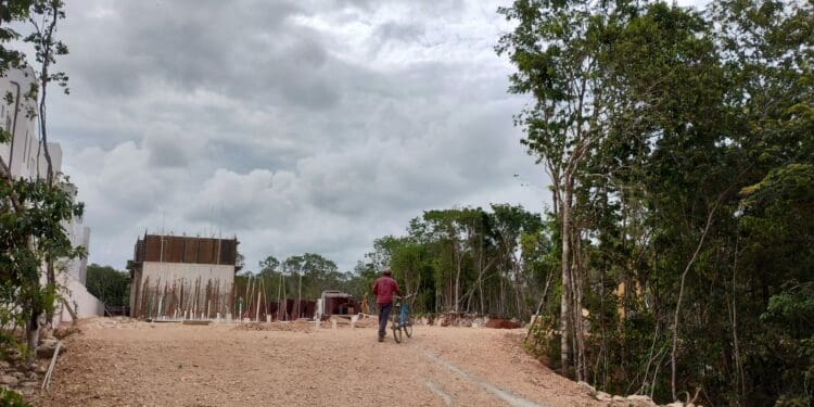 Denuncian tala de árboles detrás de fraccionamiento en Playa del Carmen