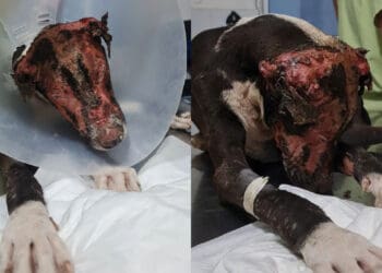 Perrito quemado con gasolina sigue en tratamiento en Mérida