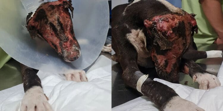 Perrito quemado con gasolina sigue en tratamiento en Mérida