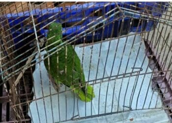 Piden denunciar la venta de animales exóticos ante las autoridades, no solo en redes sociales