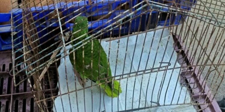 Piden denunciar la venta de animales exóticos ante las autoridades, no solo en redes sociales