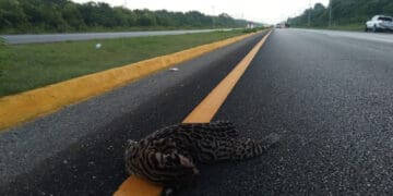 Atropellan a ocelote en el tramo carretero Playa del Carmen-Tulum