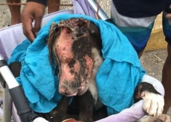 Autoridades afirman que se hizo justicia en el caso de Valentín, el perrito quemado