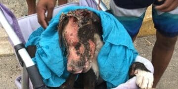 Autoridades afirman que se hizo justicia en el caso de Valentín, el perrito quemado