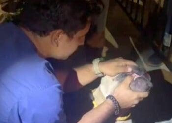 Entre 6 y 12 meses de prisión podría recibir presunto responsable de maltrato animal en Playa del Carmen