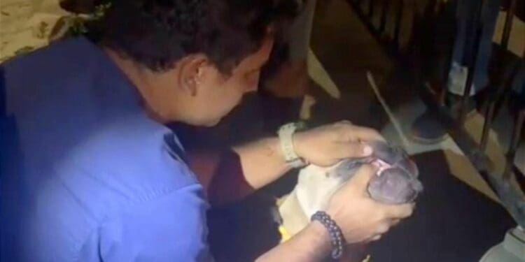 Entre 6 y 12 meses de prisión podría recibir presunto responsable de maltrato animal en Playa del Carmen