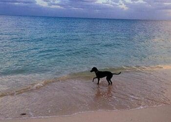 Hoteleros están a favor de las playas pet friendly, pero piden que haya un reglamento