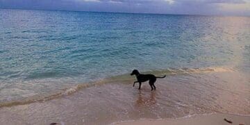 Hoteleros están a favor de las playas pet friendly, pero piden que haya un reglamento